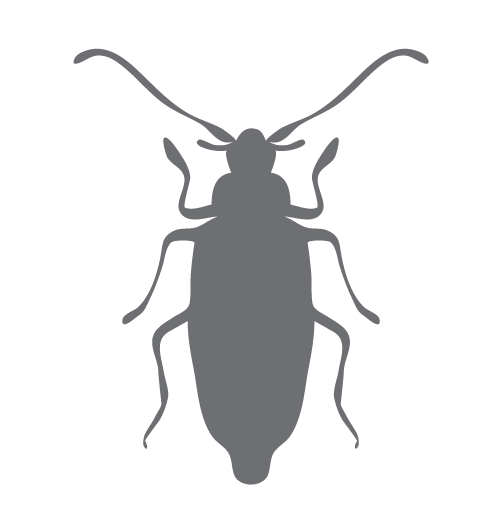 wood boring beetle icon